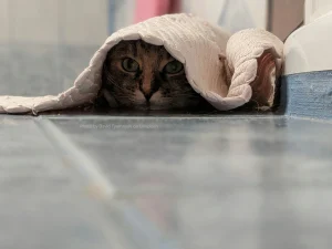 The Most Important Sentence